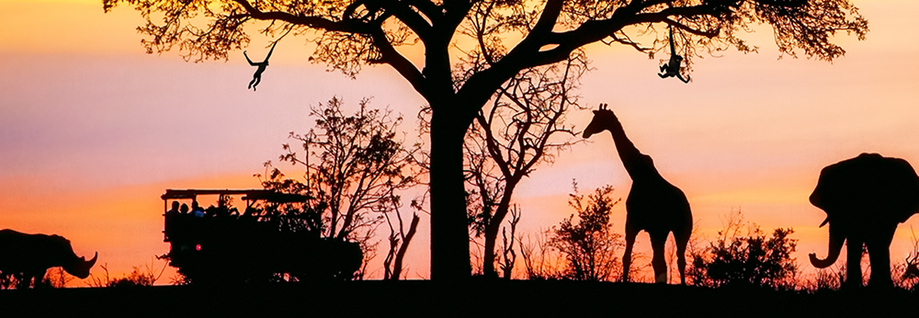כמה מים שותות החיות?
