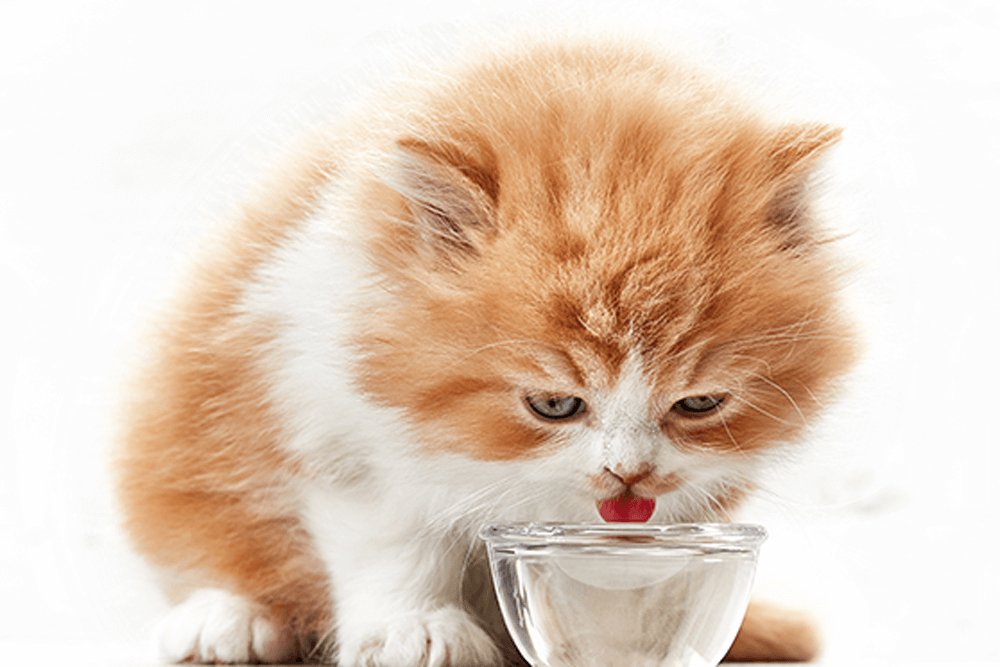 כמה מים שותות החיות?