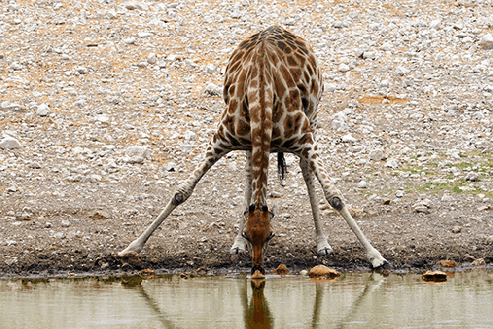כמה מים שותות החיות?